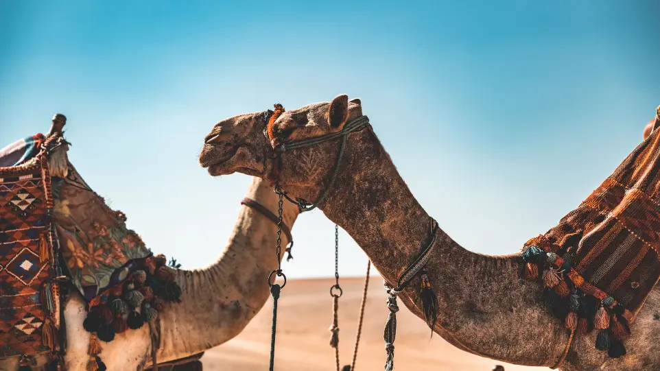 Desert Egyptien